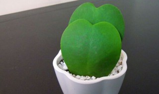 心形球兰养殖方法 心形球兰如何养殖