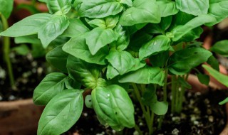 豆辫绿如何养 豆辫怎么养