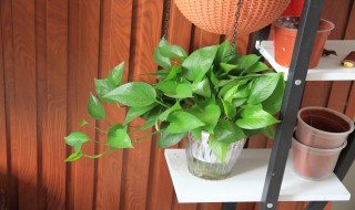 怎样养绿萝才会爆盆 如何养绿萝才会爆盆