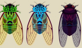 蝉是什么动物 蝉是哪种动物