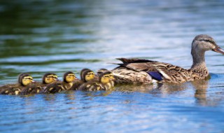 豚子是什么家禽 豚子是什么