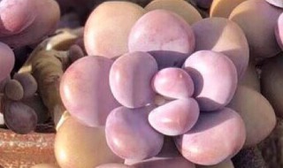 桃蛋的正确叶插方法 桃蛋的正确叶插方法是什么