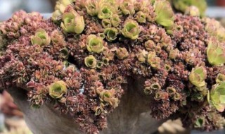 缀化养殖方法 缀化如何进行养殖？