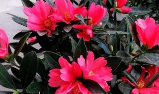 四季茶花树的养殖方法 四季茶花树怎么养