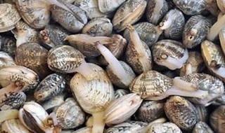 花甲的养殖方法 花甲如何养殖