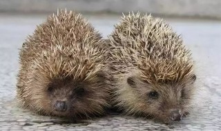 刺猬寓意着什么意思 刺猬寓意好吗