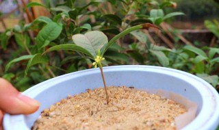 桂花怎么养殖 桂花养殖方法