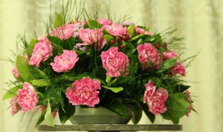 康乃馨花如何养 康乃馨花养殖方法