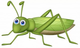 飞绿尖头蚂蚱怎么样养 蚂蚱怎么样养