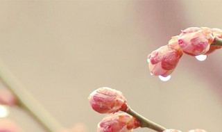 春打五九尾是指什么 春打五九尾是什么意思