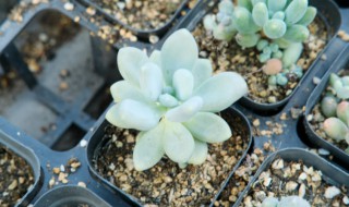多肉花的养法是什么 多肉花如何养殖
