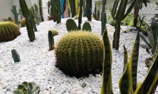 仙人掌养殖方法 仙人掌怎么养殖