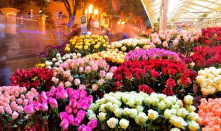 栀子花如何养殖 栀子花养殖方法