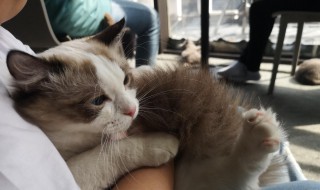 撸猫的意思 撸猫如何解释