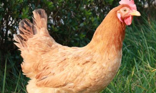 鸡脸肿是啥原因 鸡脸肿是什么原因