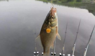 钓鱼的方法技巧有哪些 钓鱼有哪些小技巧