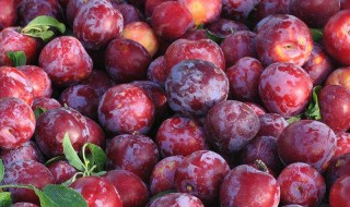 鲜英格指的是什么 鲜英格是什么意思