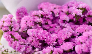 勿忘我如何养 养勿忘我方法