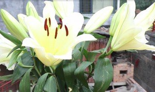 百合花如何养殖 百合花养殖方法