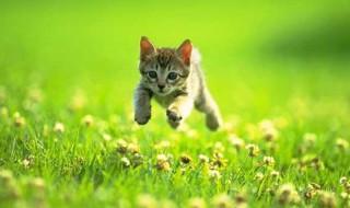 猫作者采用了什么的写法 猫作者采用了哪些写法