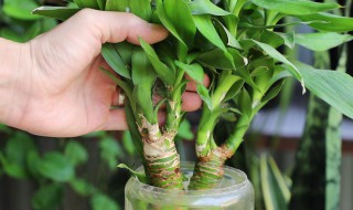 富贵竹的养殖方法和注意事项大全 关于富贵竹的养殖方法和注意事项大全