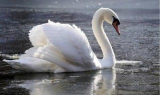 天鹅指是什么动物 天鹅一般指是什么动物