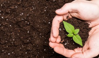 碧玉豆瓣绿的养殖方法 碧玉豆瓣绿怎么养殖