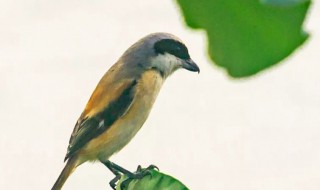 劳燕分飞的劳是指一种鸟还是蝴蝶 劳燕分飞简单介绍