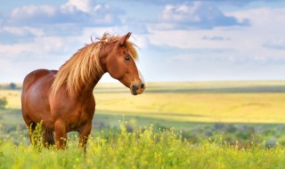 万里云空龙飞翔是指什么十二生 万里云空龙飞翔是指什么十二生俏