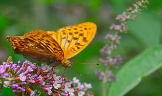 关于蝴蝶的故事 有关蝴蝶的小故事