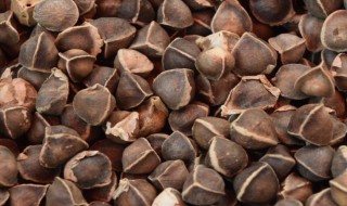 辣木籽指的是什么 辣木籽介绍