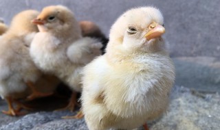 萌的意思和含义 萌的意思