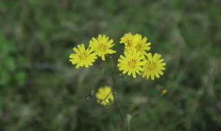 蓓的含义和意思 蓓的含义