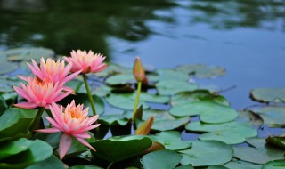 睡莲花语是什么寓意是啥 睡莲象征着什么