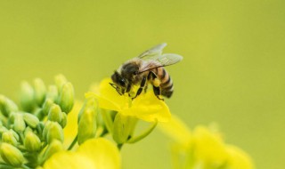 蜜蜂被誉为什么称号？ 蜜蜂称号介绍