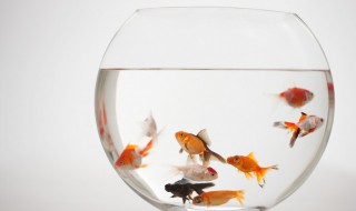 金鱼产卵后要怎么处理 金鱼产卵后怎么办呢