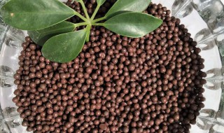 花盆土表面放陶粒好么 花盆土表面放陶粒好不好