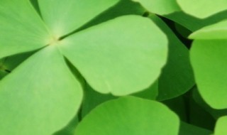 四叶草有什么寓意 四叶草蕴含的寓意