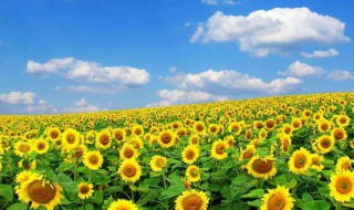 向日葵花语是什么寓意是啥 向日葵花语寓意简单介绍