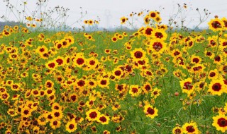 雪菊染色鉴别方法 雪菊染色怎么鉴别