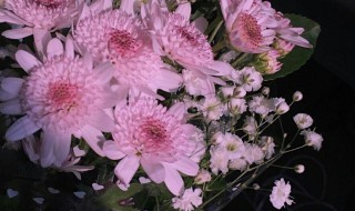 朋友圈晒花文案怎么发 朋友圈晒花文案的句子