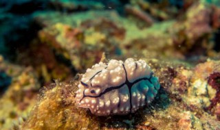 海葵怎么抓 海葵如何抓