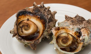 为什么海螺流出紫色的粘液 海螺流出紫色的粘液的原因