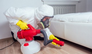 床上的跳虫怎么回事 床上有跳虫怎么办