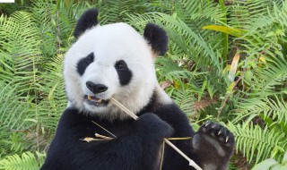 大熊猫的有什么特征 大熊猫的特征介绍