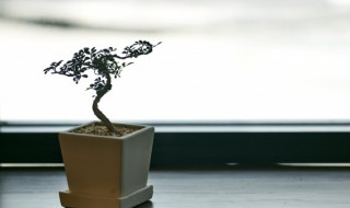 养护盆栽小妙招 如何养护盆栽