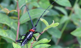 山水牛是什么昆虫 山水牛是啥昆虫