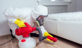 黑皮囊虫子怎么清除 黑皮囊虫子清楚步骤