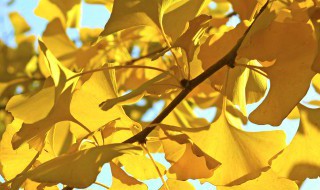 枝桠和枝丫的区别是什么 枝桠和枝丫有什么区别