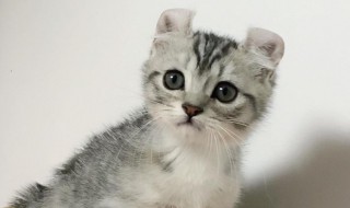 卷耳猫为什么不能养 卷耳猫可以养吗